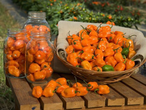 Die Chili: der beliebte Scharfmacher - Food Blaster
