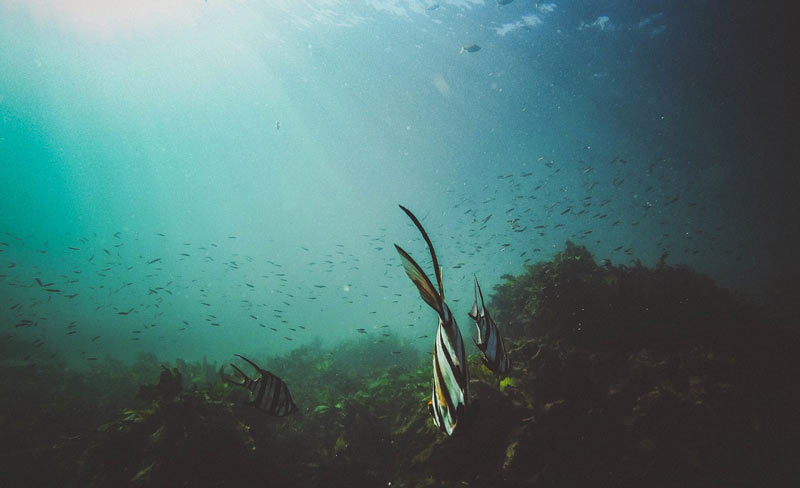 Bild: Algen unter Wasser